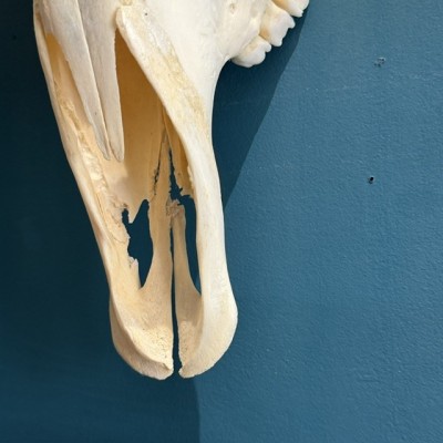 Polished Oryx Skull - South African Oryx gazella - Wall Trophy