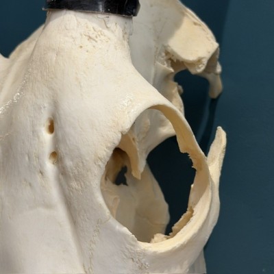 Polished Oryx Skull - South African Oryx gazella - Wall Trophy