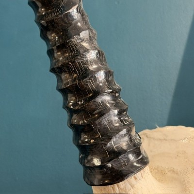Polished Oryx Skull - South African Oryx gazella - Wall Trophy
