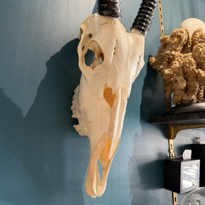 Polished Oryx Skull - South African Oryx gazella - Wall Trophy