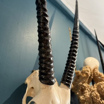 Crâne d'Oryx poli - Oryx gazella d'Afrique du Sud - Trophée mural