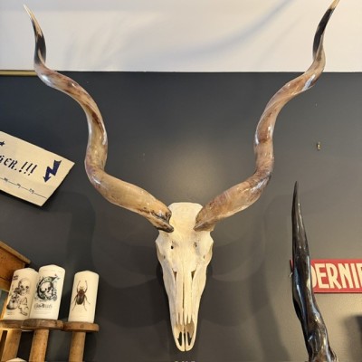 Polished Greater Kudu Skull - South African Antelope - Wall Trophy
