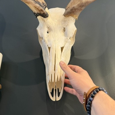 Polished Greater Kudu Skull - South African Antelope - Wall Trophy