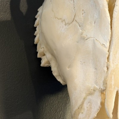 Polished Greater Kudu Skull - South African Antelope - Wall Trophy