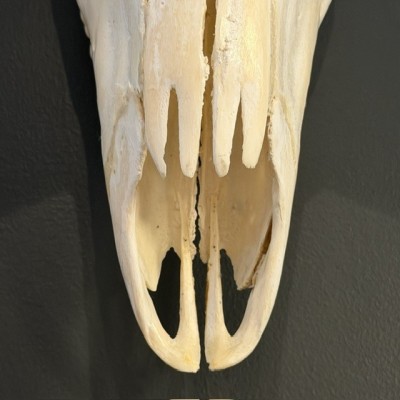 Polished Greater Kudu Skull - South African Antelope - Wall Trophy