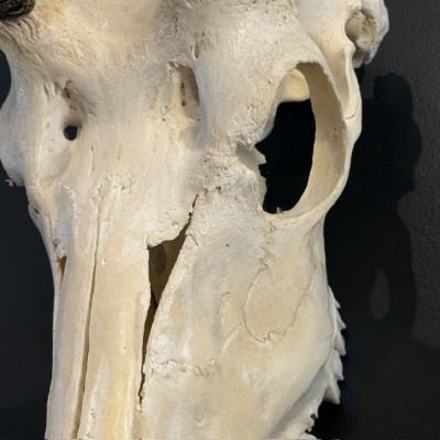 Polished Greater Kudu Skull - South African Antelope - Wall Trophy