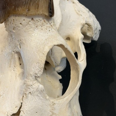 Polished Greater Kudu Skull - South African Antelope - Wall Trophy