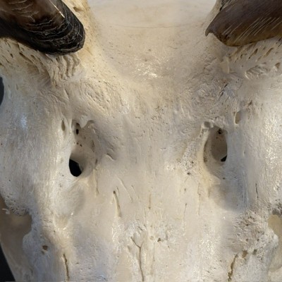 Crâne de Grand Koudou poli - Trophée mural - Antilope