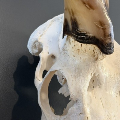 Polished Greater Kudu Skull - South African Antelope - Wall Trophy
