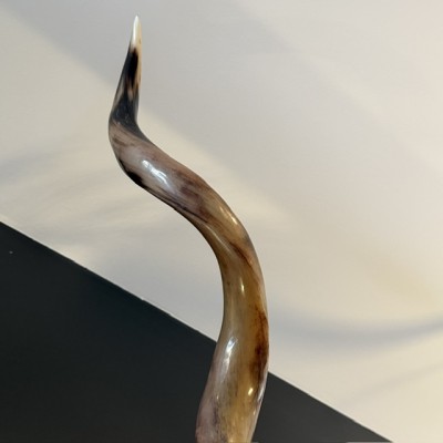 Crâne de Grand Koudou poli - Trophée mural - Antilope