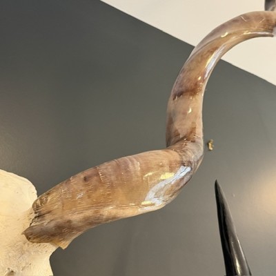 Crâne de Grand Koudou poli - Trophée mural - Antilope