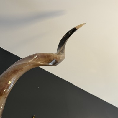 Polished Greater Kudu Skull - South African Antelope - Wall Trophy