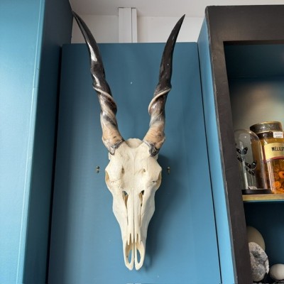 Crâne d'Eland du Cap poli - Antilope Taurotragus oryx - Trophée mural