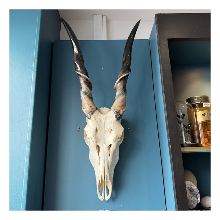 Crâne d'Eland du Cap poli - Antilope Taurotragus oryx - Trophée mural