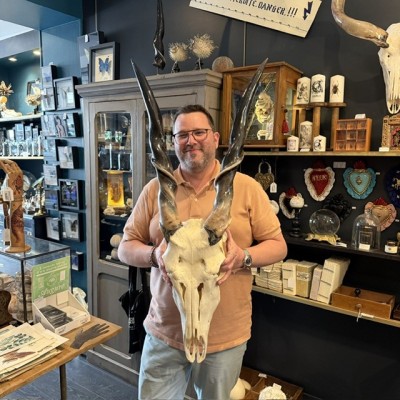 Southern Eland polish Skull - South African Antelope - Wall Trophy