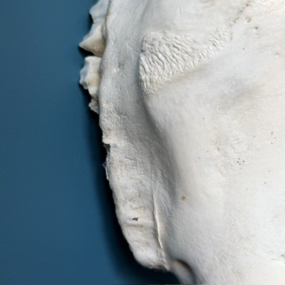 Southern Eland polish Skull - South African Antelope - Wall Trophy