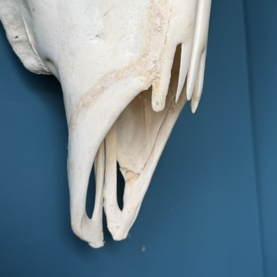 Southern Eland polish Skull - South African Antelope - Wall Trophy