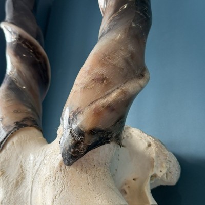 Southern Eland polish Skull - South African Antelope - Wall Trophy