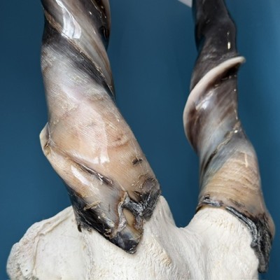 Southern Eland polish Skull - South African Antelope - Wall Trophy