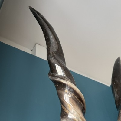 Southern Eland polish Skull - South African Antelope - Wall Trophy