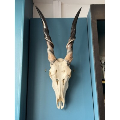 Southern Eland polish Skull - South African Antelope - Wall Trophy