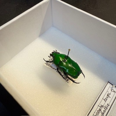 Scarabée Ischiopsopha bruyni - Boite entomologique