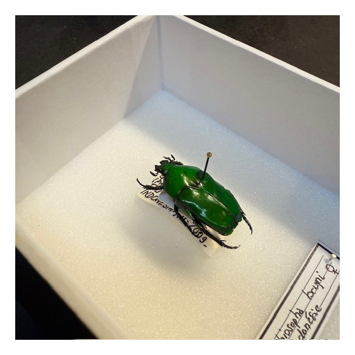 Scarabée Ischiopsopha bruyni - Boite entomologique