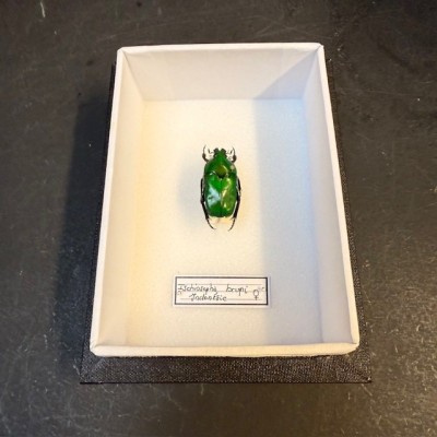 Scarabée Ischiopsopha bruyni - Boite entomologique