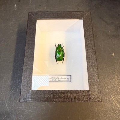 Scarabée Ischiopsopha bruyni - Boite entomologique