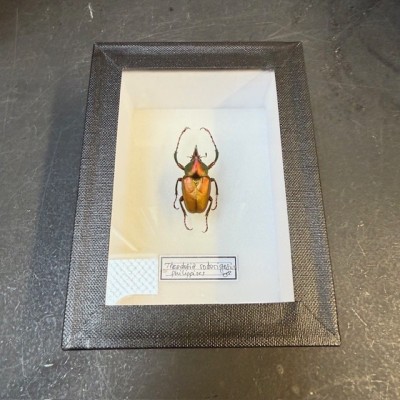 Scarabée Theodosia rodirigesi - Boite entomologique