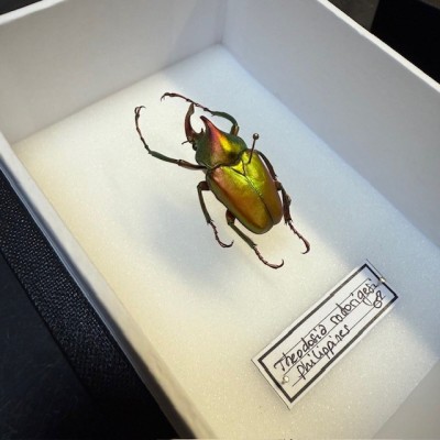Entomological box - Scarab beetle Theodosia rodirigesi