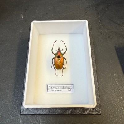 Entomological box - Scarab beetle Theodosia rodirigesi