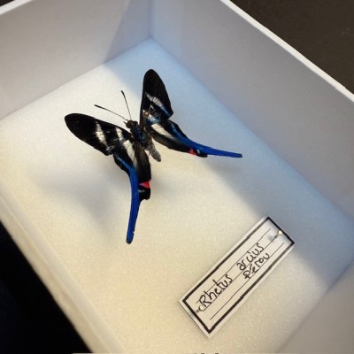 Boite entomologique - Papillon Rhetus arcius