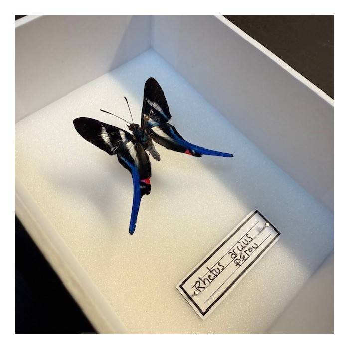 Entomological Box - Rhetus arcius butterfly