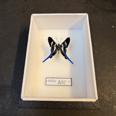Entomological Box - Rhetus arcius butterfly