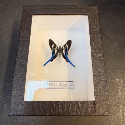 Entomological Box - Rhetus arcius butterfly