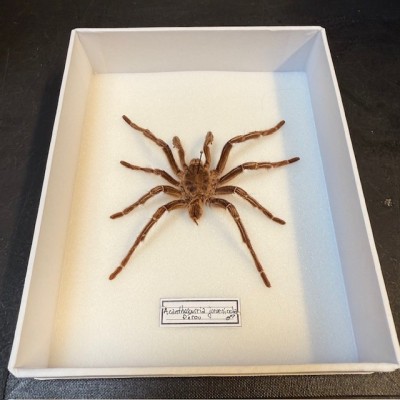 Acanthoscurria juruenicola spider - Entomologic box - Tarentula