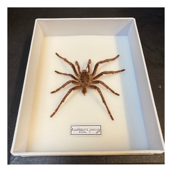 Acanthoscurria juruenicola spider - Entomologic box - Tarentula