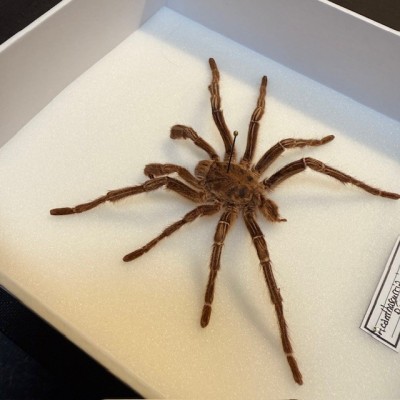 Acanthoscurria juruenicola spider - Entomologic box - Tarentula
