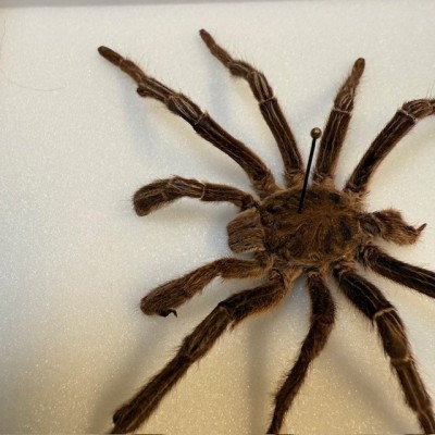 Mygale Acanthoscurria juruenicola - Boîte entomologique Araignée