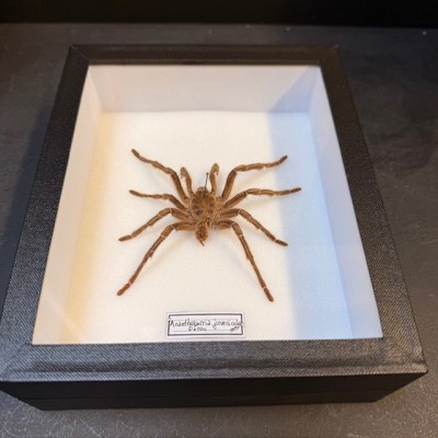 Acanthoscurria juruenicola spider - Entomologic box - Tarentula