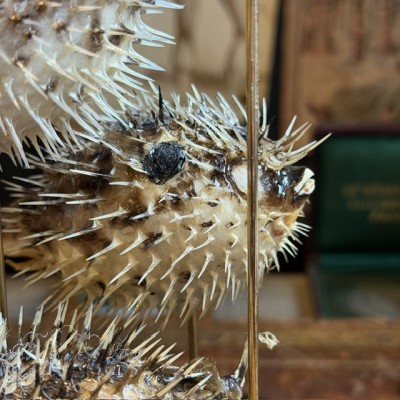 4 Globe fish under glass dome - Diodon Holocanthus fish - Diodontidae