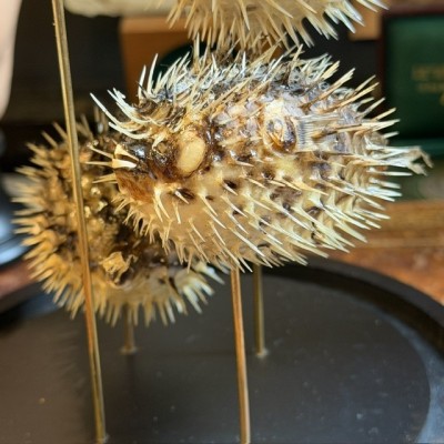 4 Poissons Globe sous cloche - Diodon Holocanthus - Diodontidae
