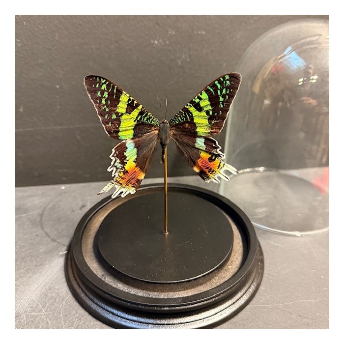 Chrysiridia rhipheus butterfly under glass bell