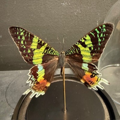 Chrysiridia rhipheus butterfly under glass bell