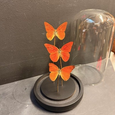 Appias Nero butterflies - Butterfly bell