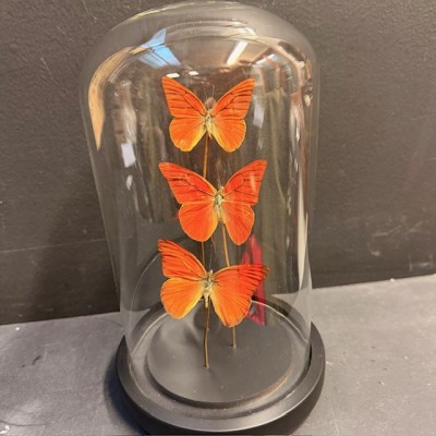 Appias Nero butterflies - Butterfly bell