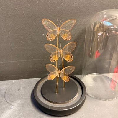 3 Haetera piera transparent butterflies - Butterfly bell