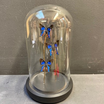 3 Rhetus periander transparent butterflies - Butterfly bell