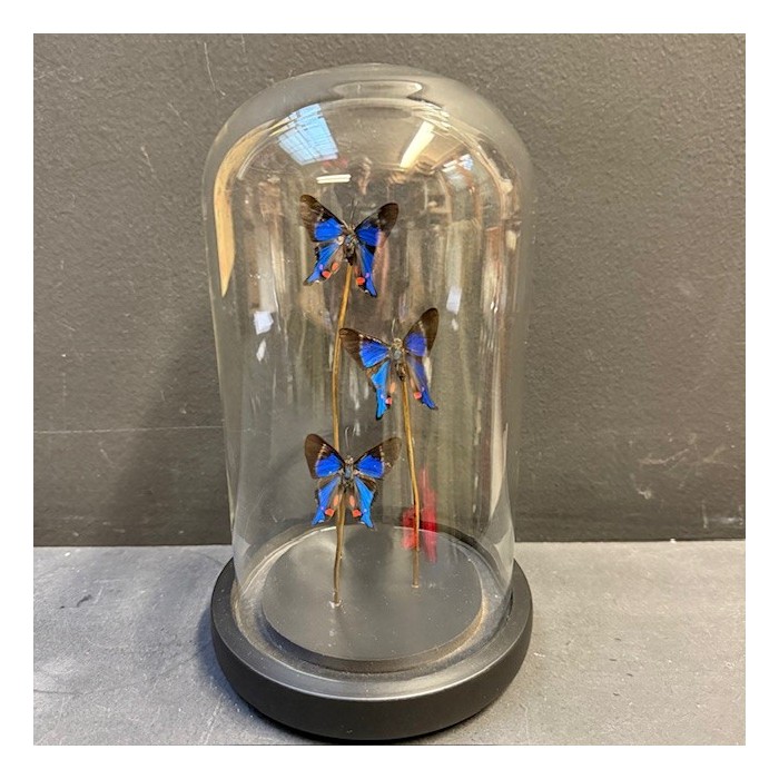 3 Rhetus periander transparent butterflies - Butterfly bell